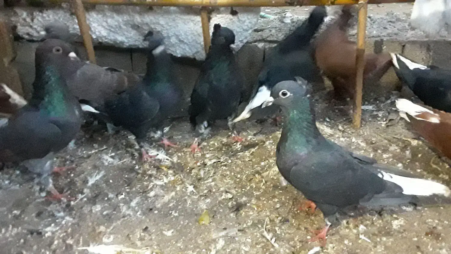 زاغدمسفید وسرخ وسروردومسفید|پرنده|ساری, |دیوار