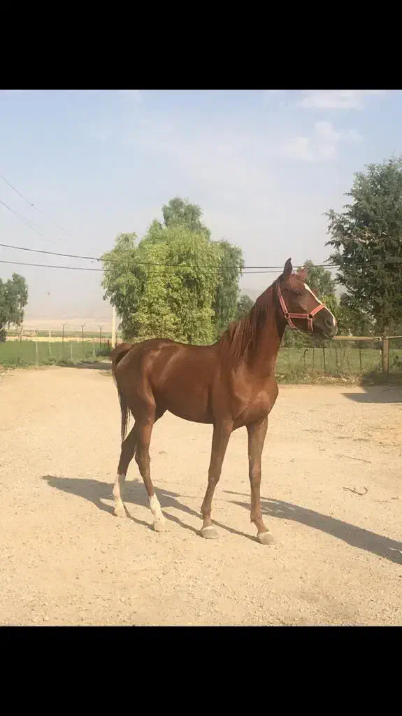 مادیان و کره|اسب و تجهیزات اسب‌سواری|هلیلان, |دیوار