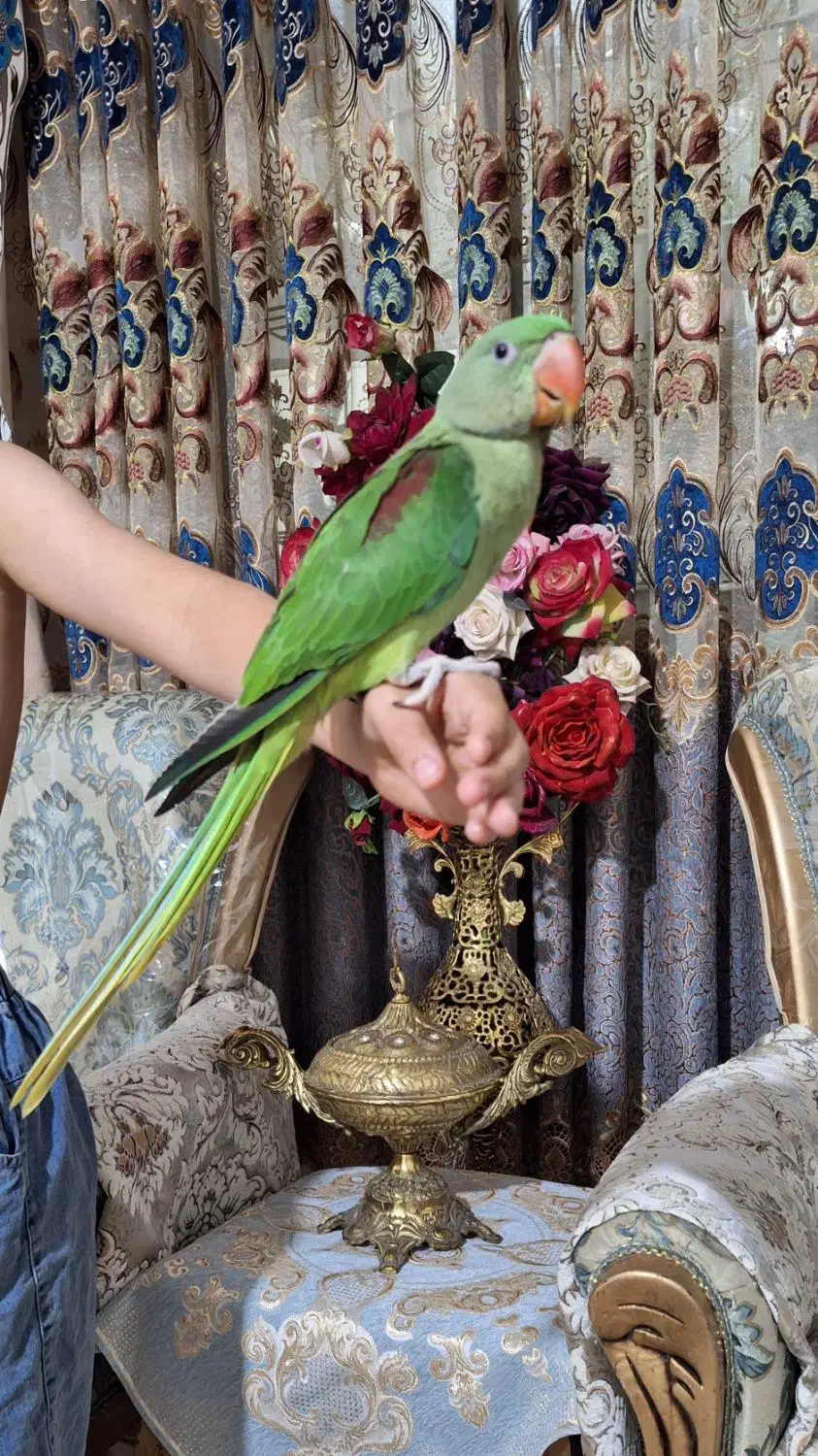 جوجه شاه طوطی نراسکندر چشم مشکی ۳ماهه|پرنده|ملارد, |دیوار