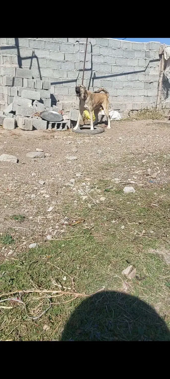 سگ سرابی ۱۴ماهه|سگ|اردبیل, |دیوار