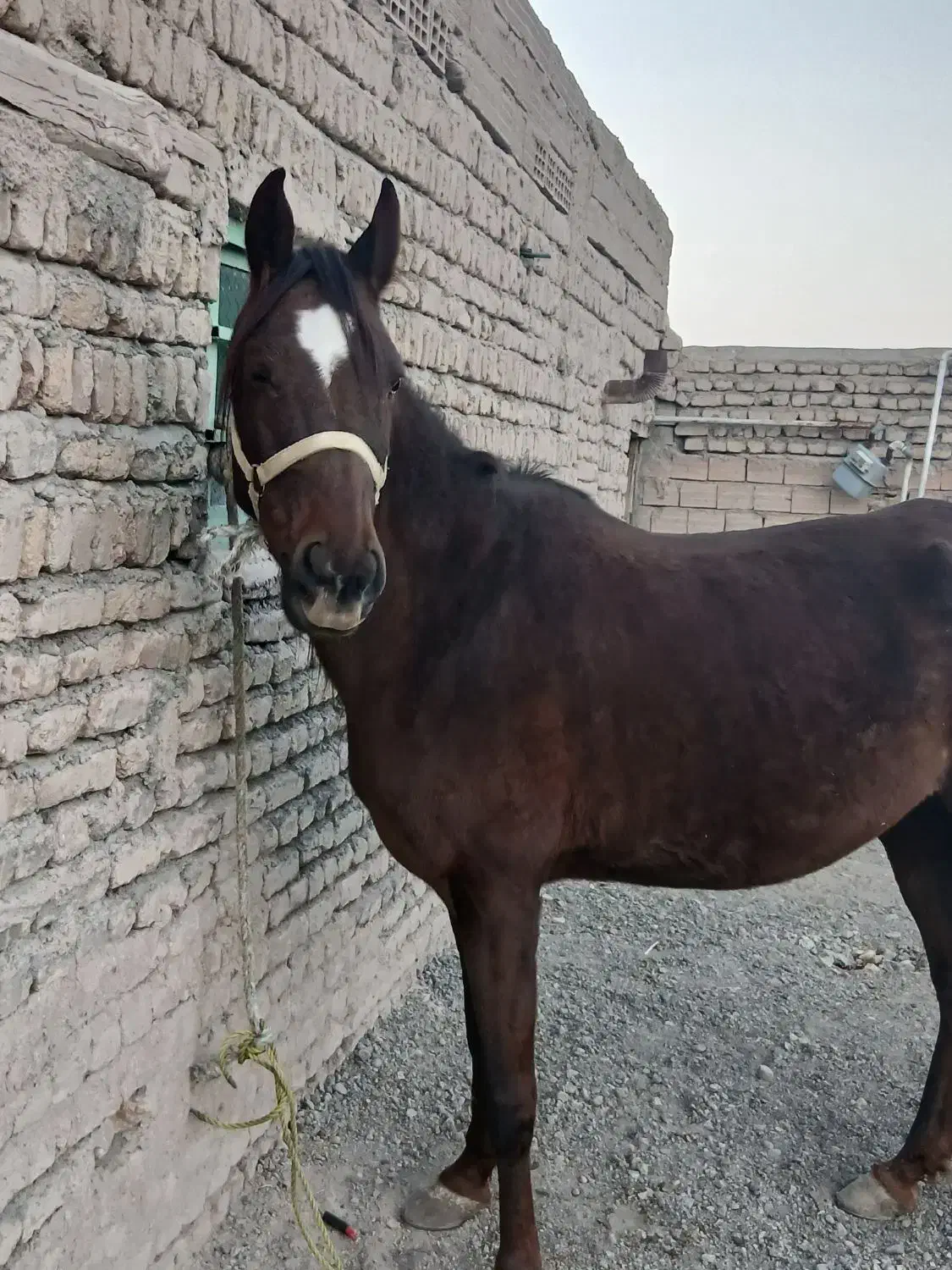 اسب کرد|اسب و تجهیزات اسب‌سواری|مرند, |دیوار