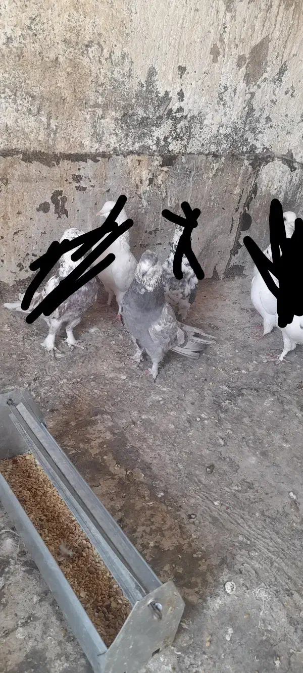 کبوتر|پرنده|قم, سید معصوم|دیوار