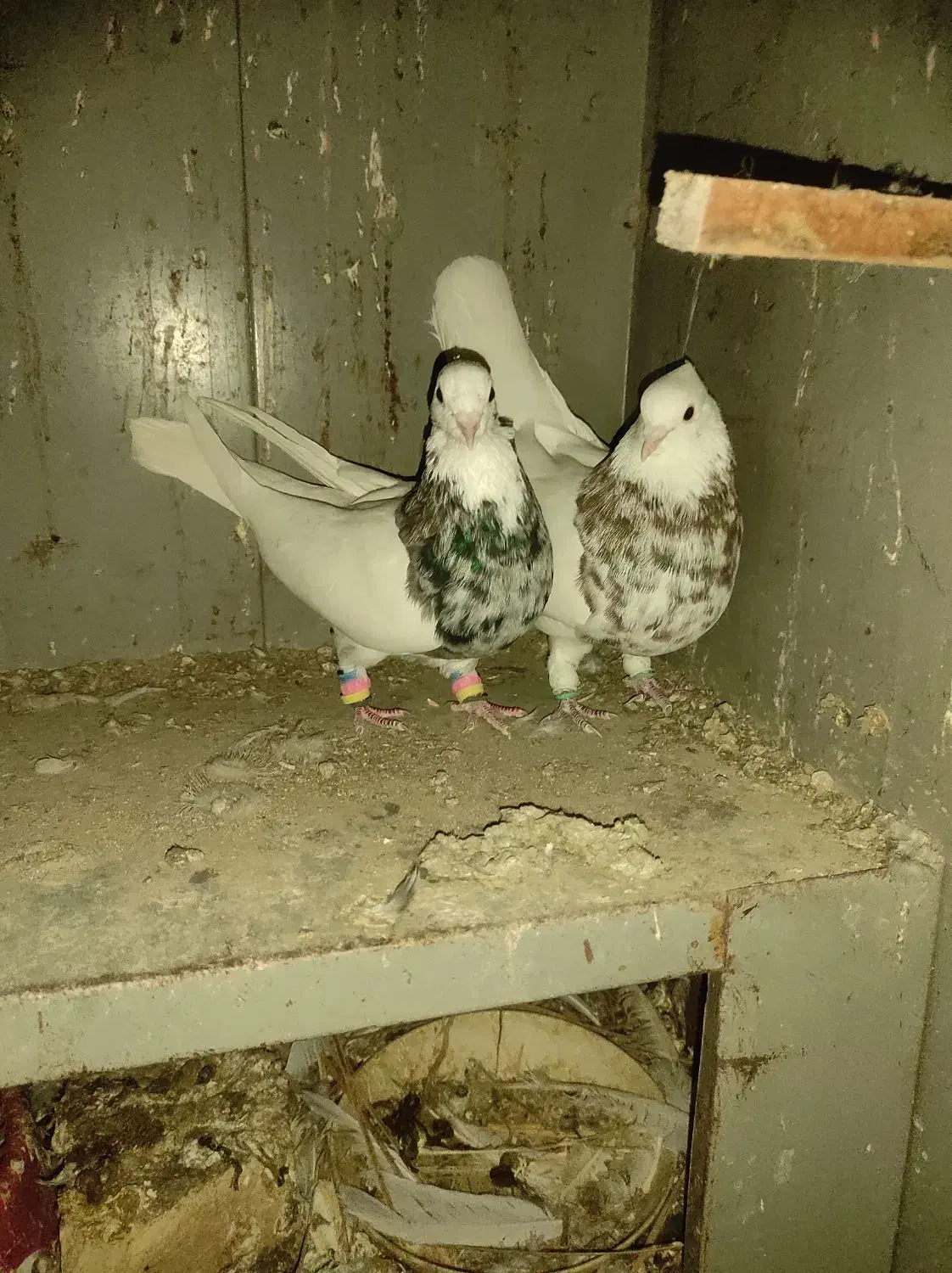 طوق شازده نر شش دنگ کشیده درشت مست|پرنده|مرودشت, رامجرد یک|دیوار