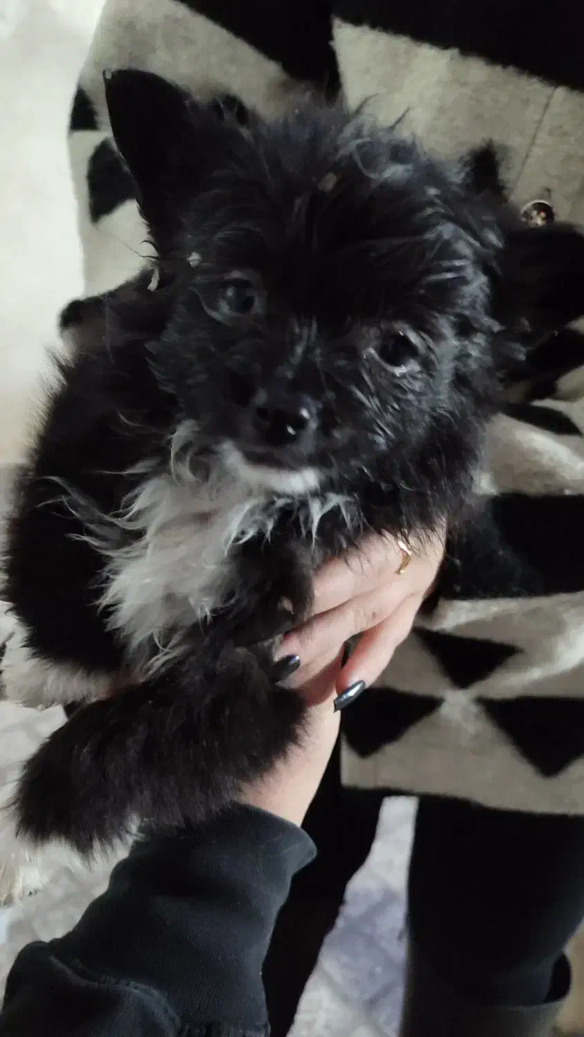 سگ پامرین|سگ|الوند, |دیوار