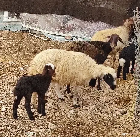 میش و بره جوان|حیوانات مزرعه|مهران (ایلام), |دیوار