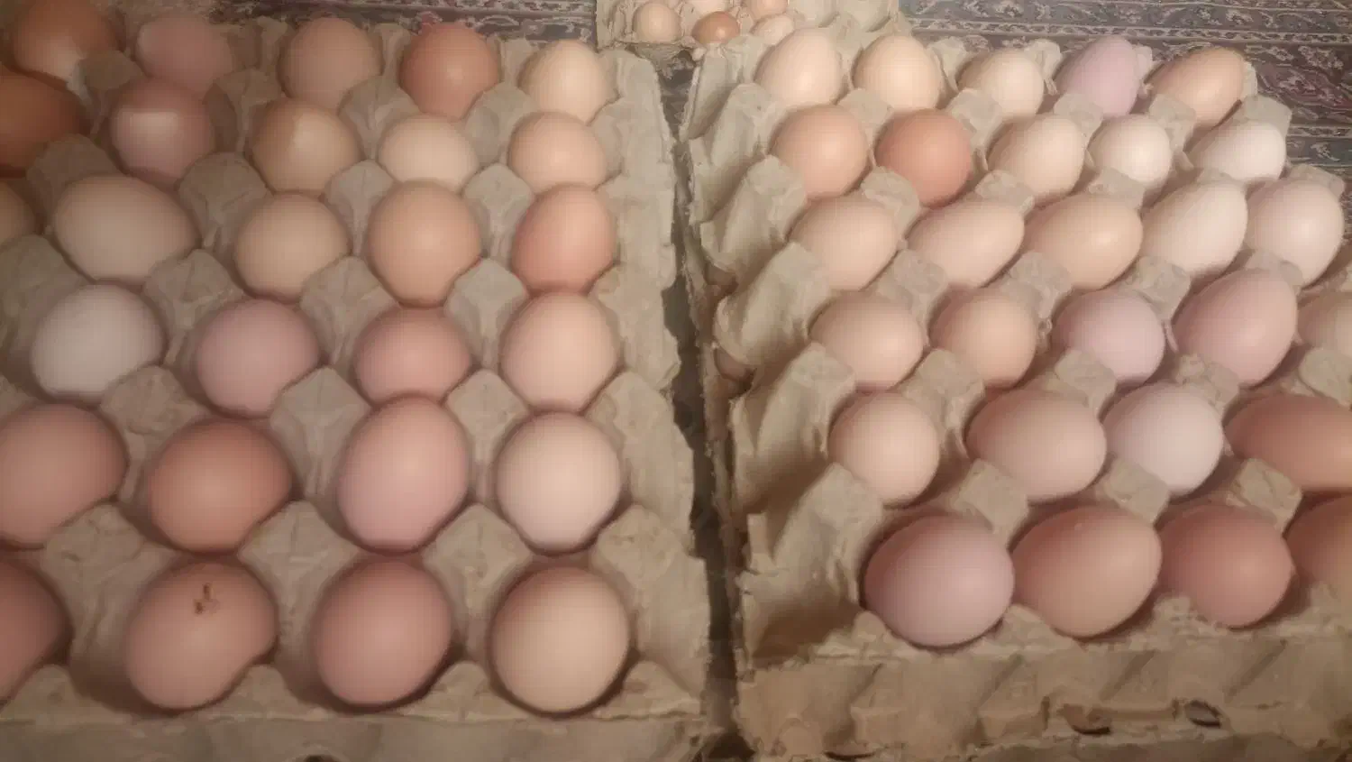 تخم مرغ گلپایگانی|خوردنی و آشامیدنی|نیشابور, گنبد سبز|دیوار