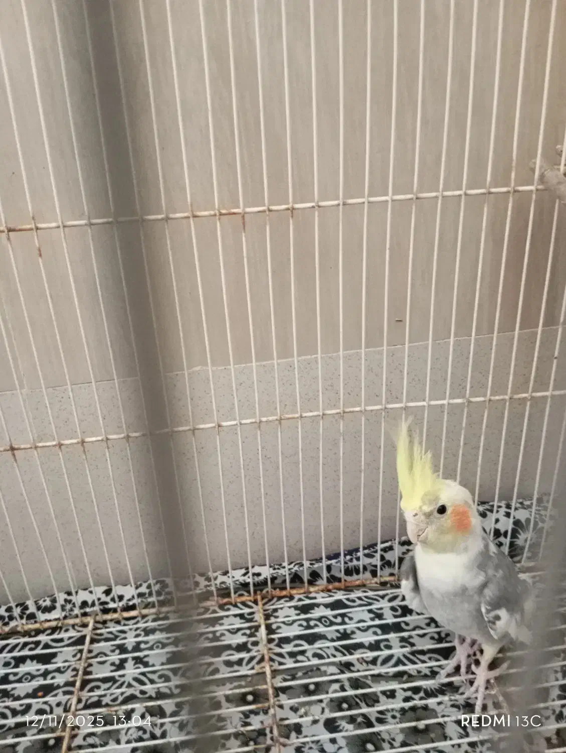 عروس هلندی|پرنده|قائن, |دیوار