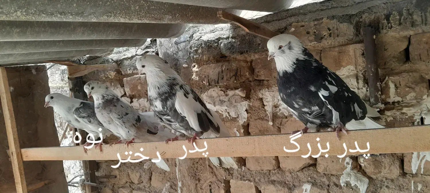 کفتر تهرانی کشیده سرور|پرنده|قم, سرحوض|دیوار