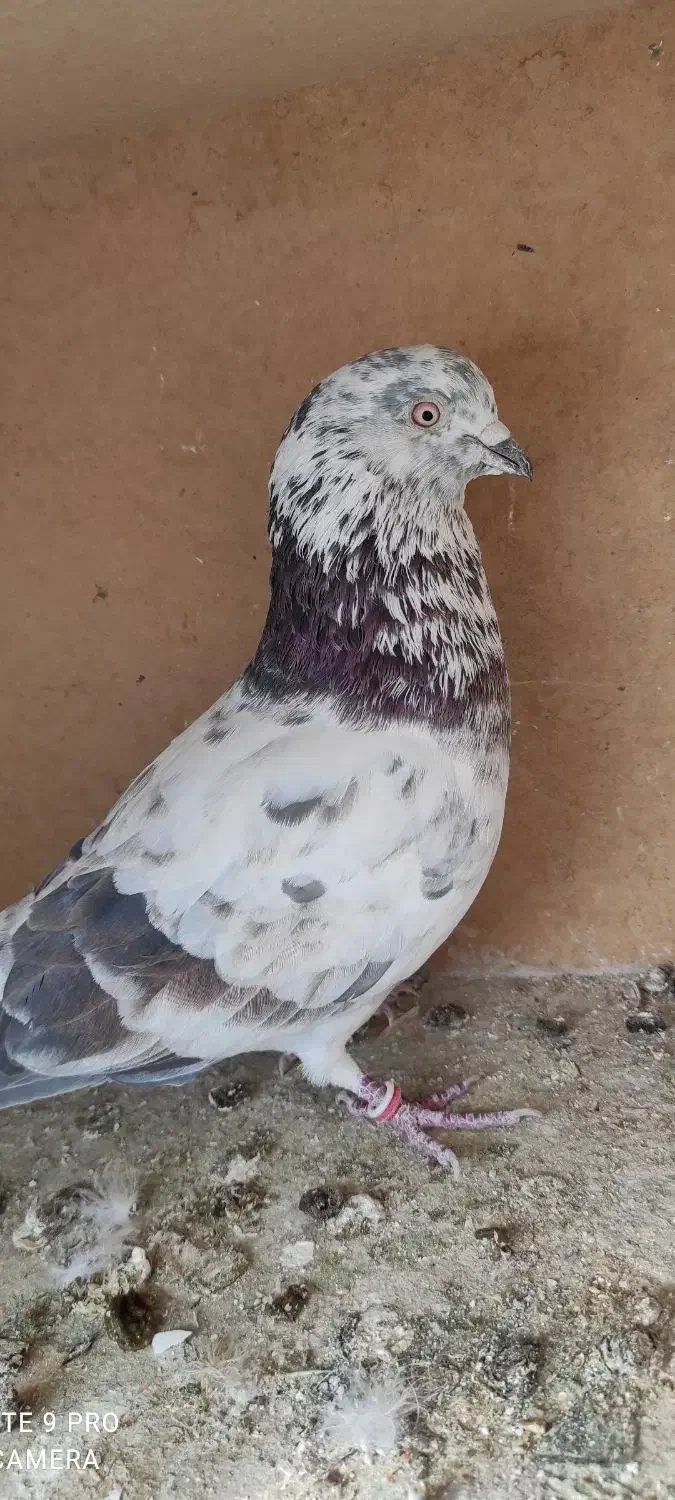 معاوضه انواع پرنده با مرغ عشق. عروس هلندی و کفتر|پرنده|رودهن, |دیوار