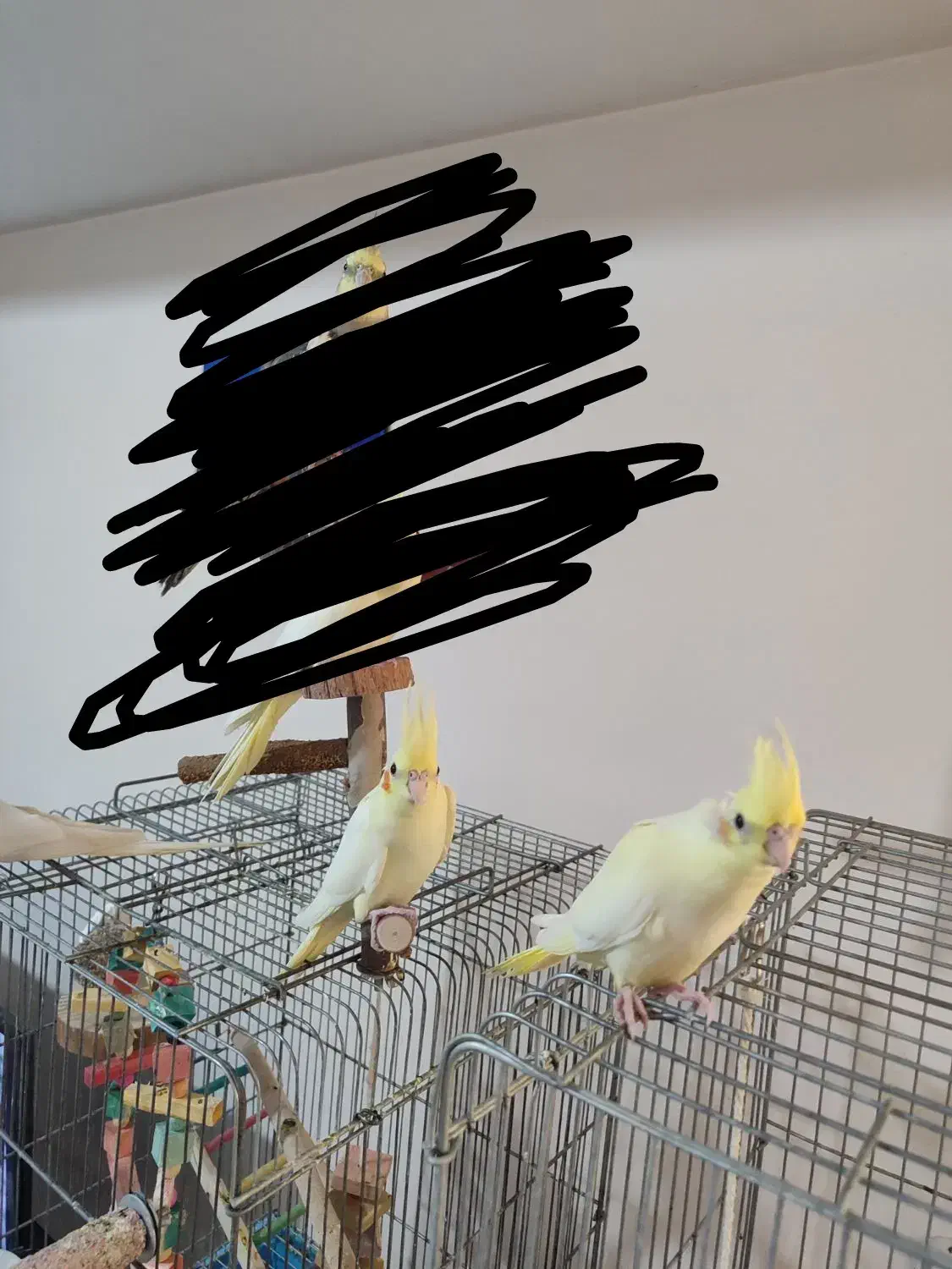 جوجه عروس هلندی|پرنده|شیراز, تندگویان|دیوار