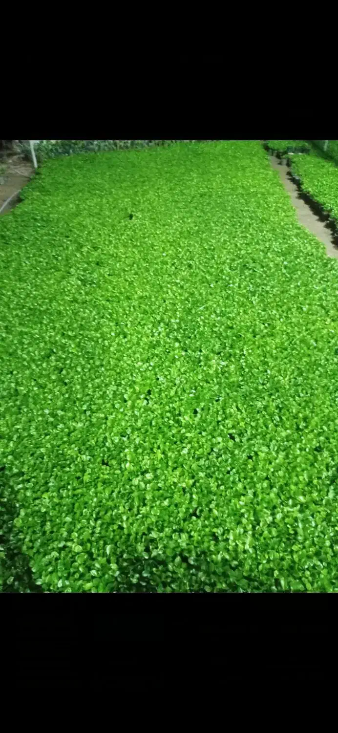 سبزه نارنج عیدنوروز|گل و گیاه طبیعی|قائم‌شهر, |دیوار