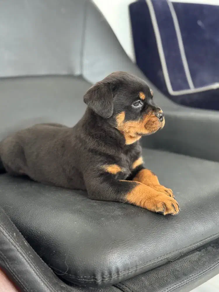 روت فایلر|سگ|مرودشت, دولت آباد|دیوار