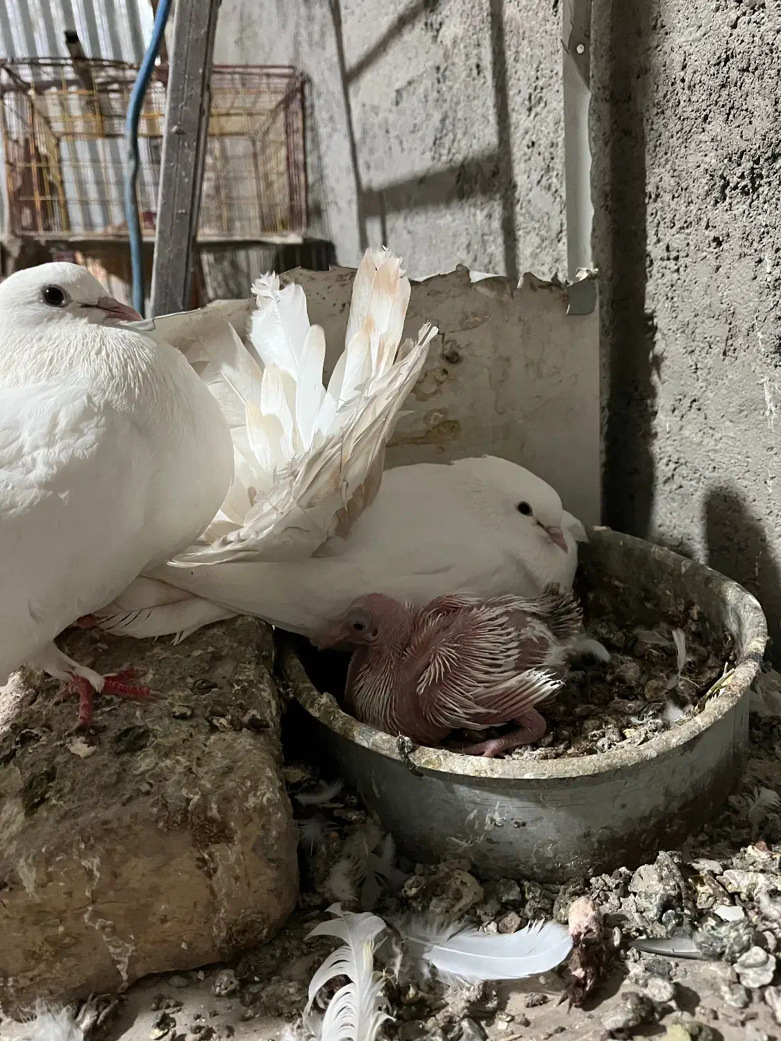 چتری کانادایی|پرنده|کاشان, لتحر|دیوار