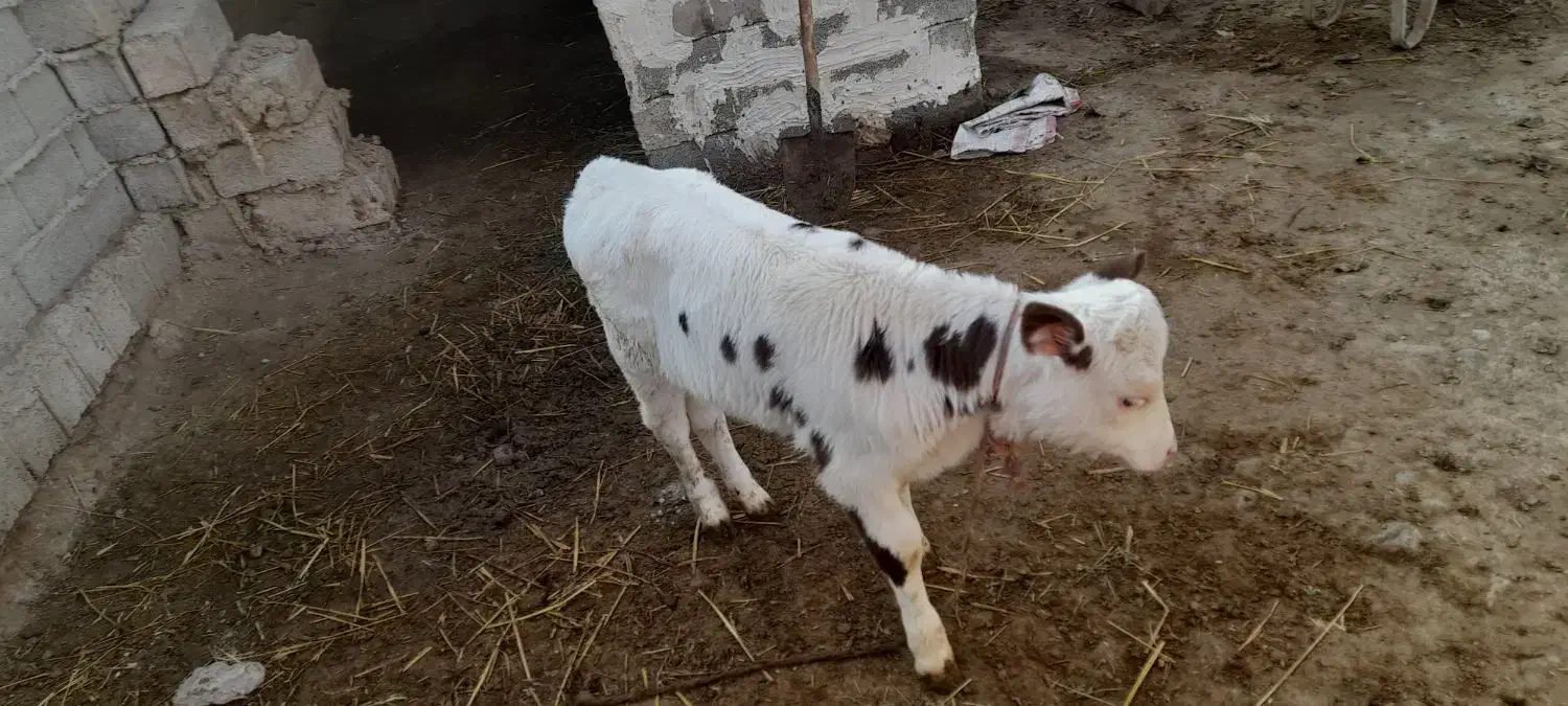 گاو شیری شکم دوم با گوساله ماده|حیوانات مزرعه|قشلاق دشت, |دیوار