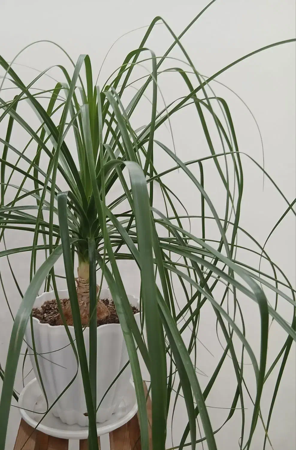 گل طبیعی لیندا|گل و گیاه طبیعی|شاهین‌شهر, شهرک مطهری|دیوار