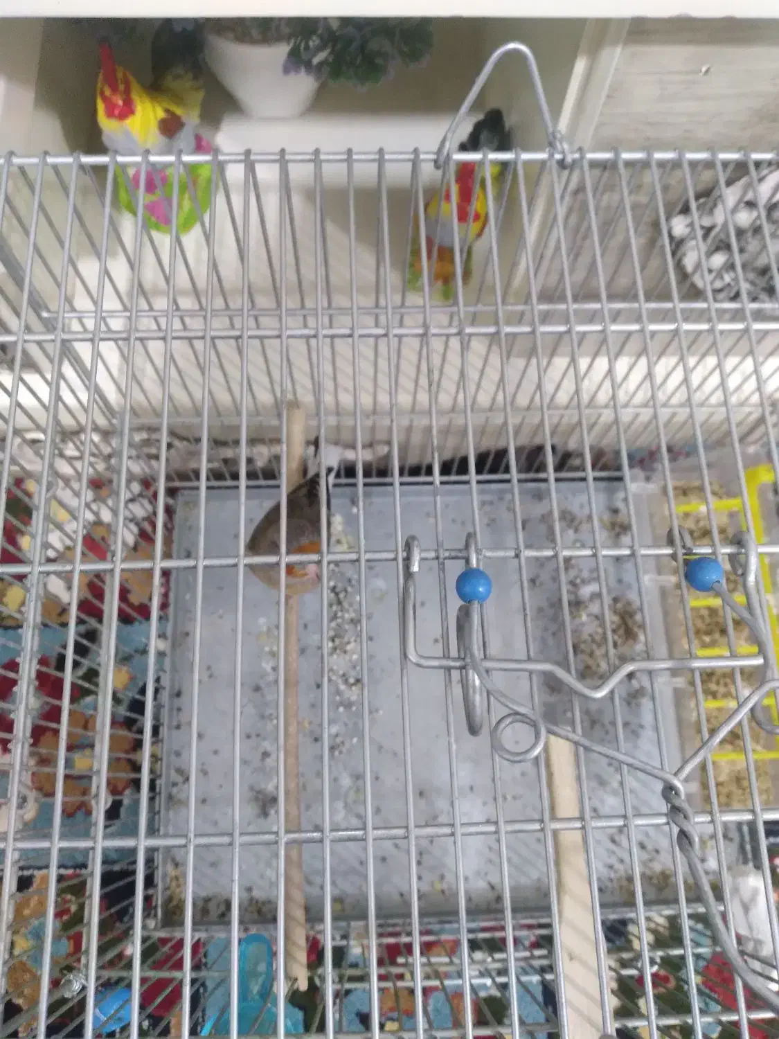 سهره قناری نر دهن دار و نشون دار دم سفید|پرنده|الیگودرز, |دیوار