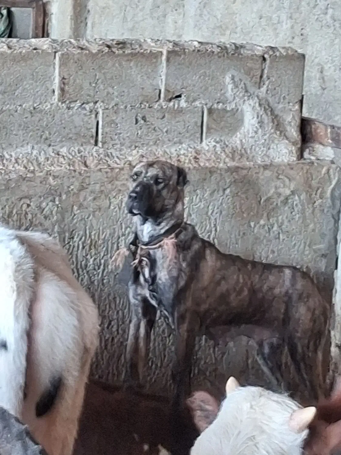 واگذاری سگ های سرابی و خراسانی اصیل|سگ|پیشوا, |دیوار