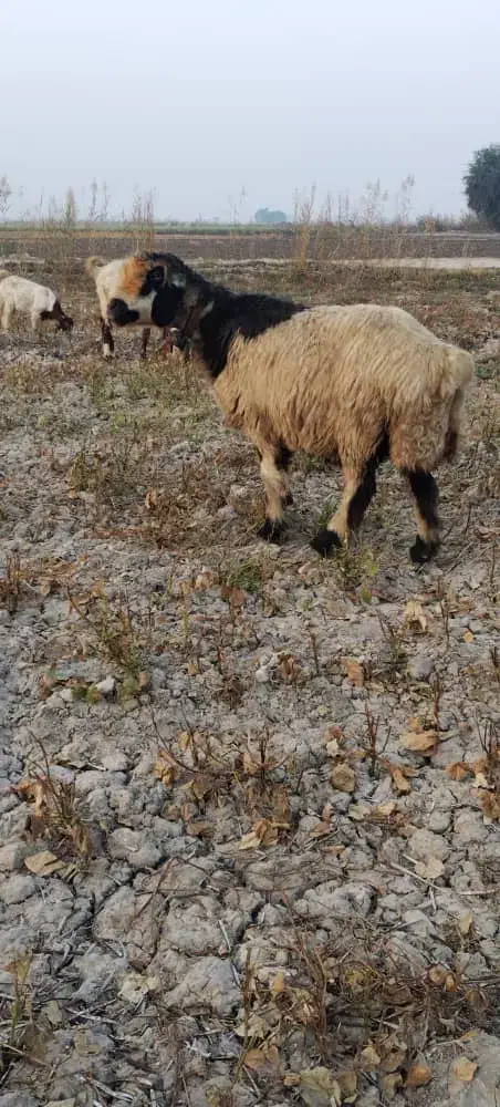 گوسفند|حیوانات مزرعه|شوشتر, |دیوار