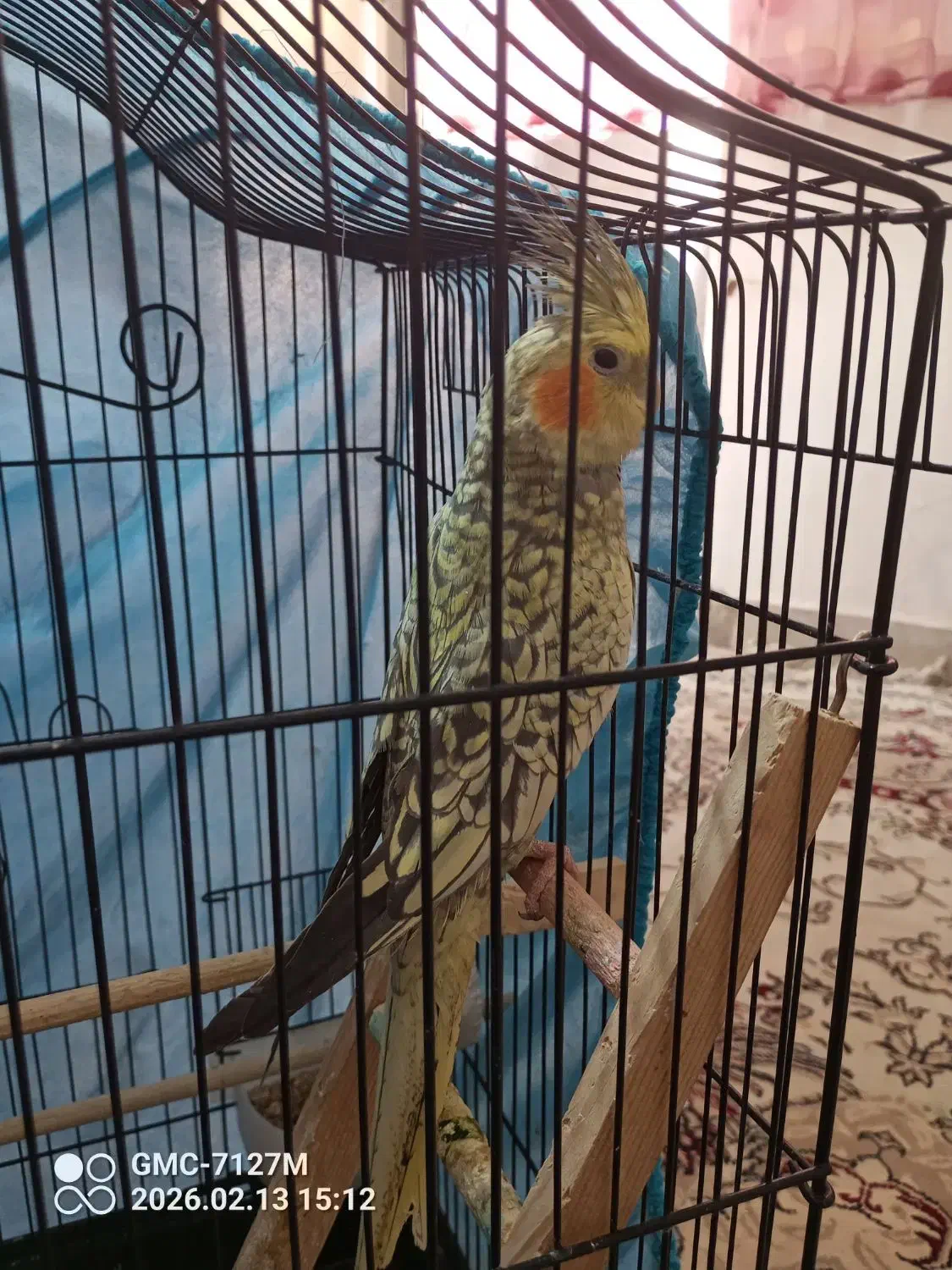 عروس هلندی|پرنده|اسلام‌شهر, شهرک قائمیه|دیوار