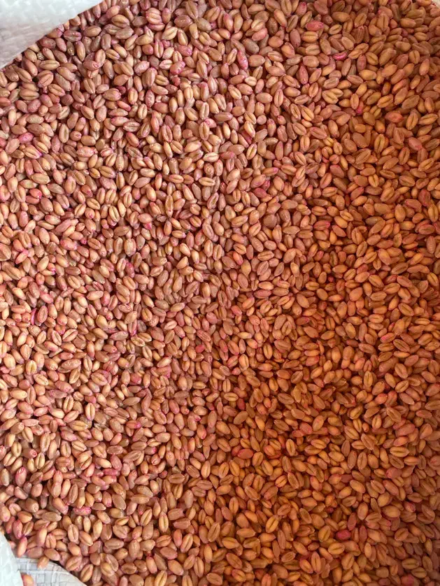 بذر گندم مهین و زرین و ام۱۷|گل و گیاه طبیعی|سراب, |دیوار