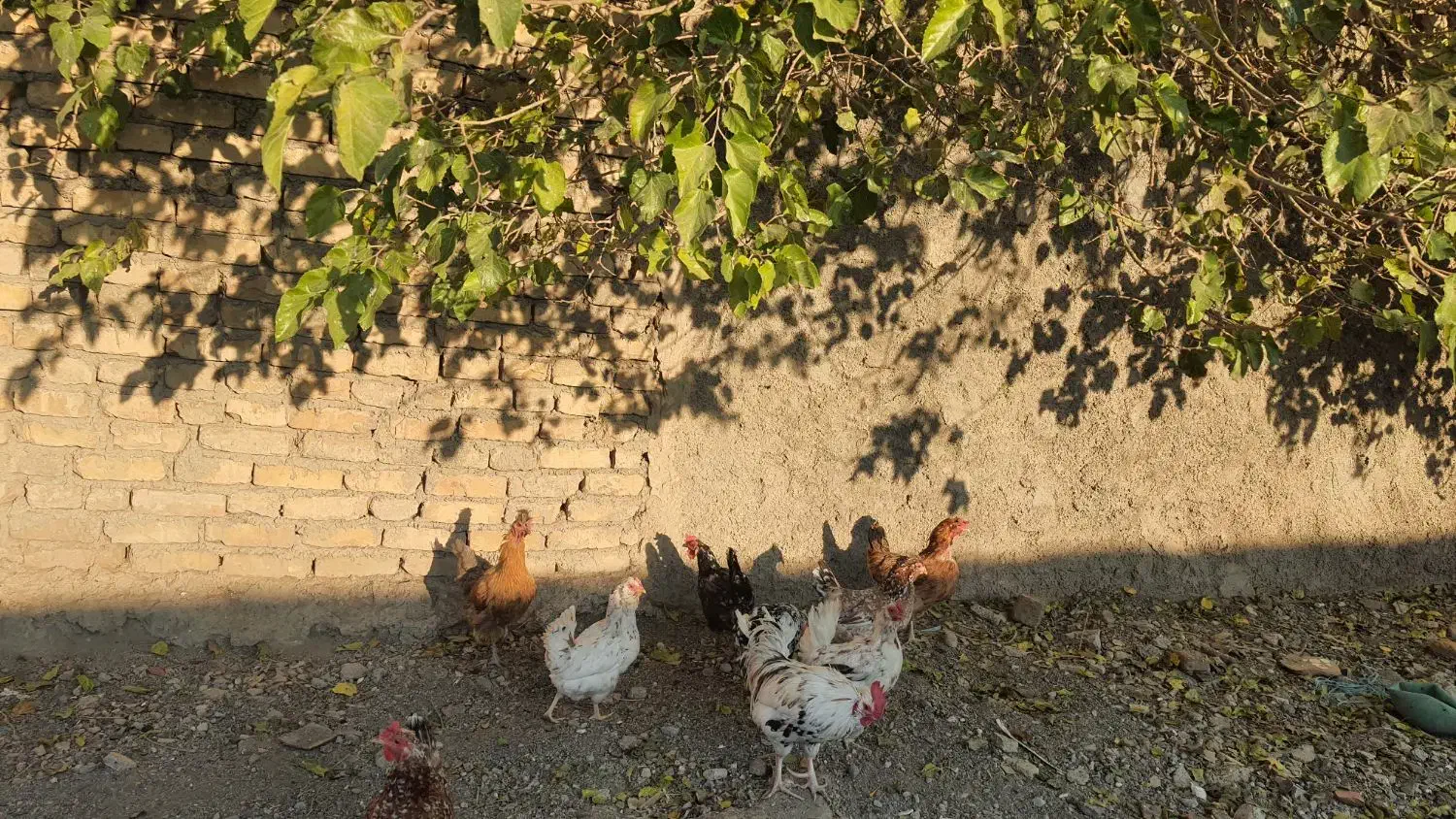 مرغ و خروس گلین|حیوانات مزرعه|شاهدشهر, |دیوار