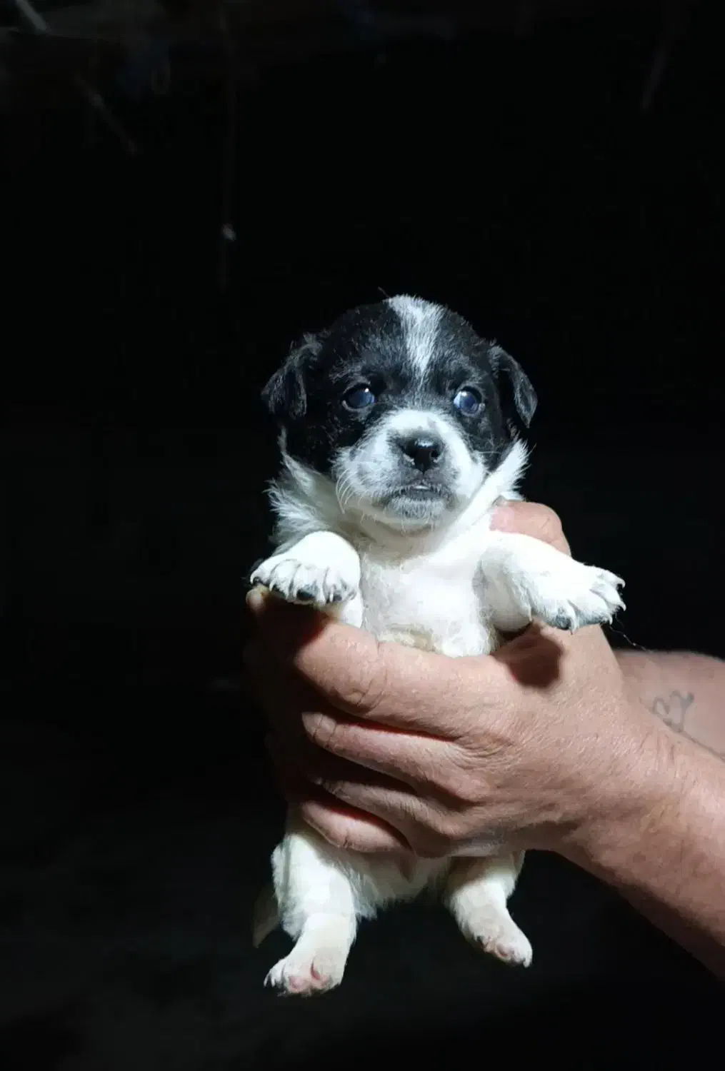 فروش سگ|سگ|رودسر, |دیوار