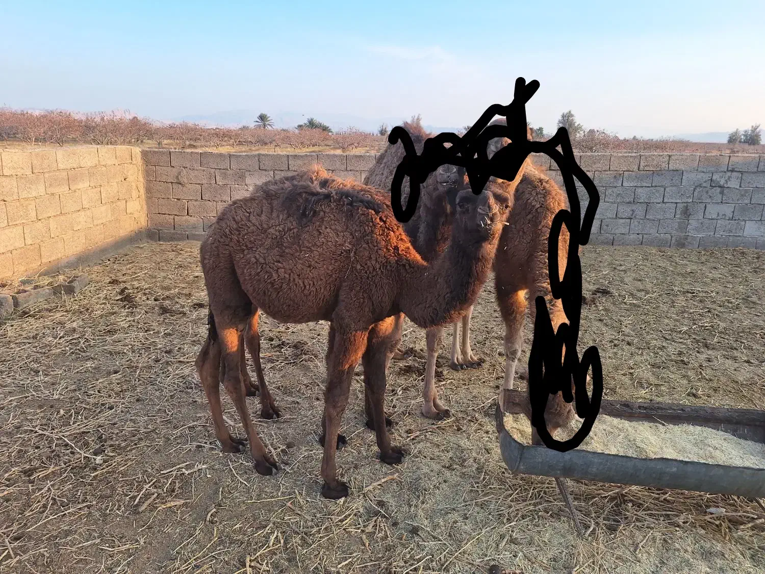 هاشی نر|حیوانات مزرعه|راور, |دیوار