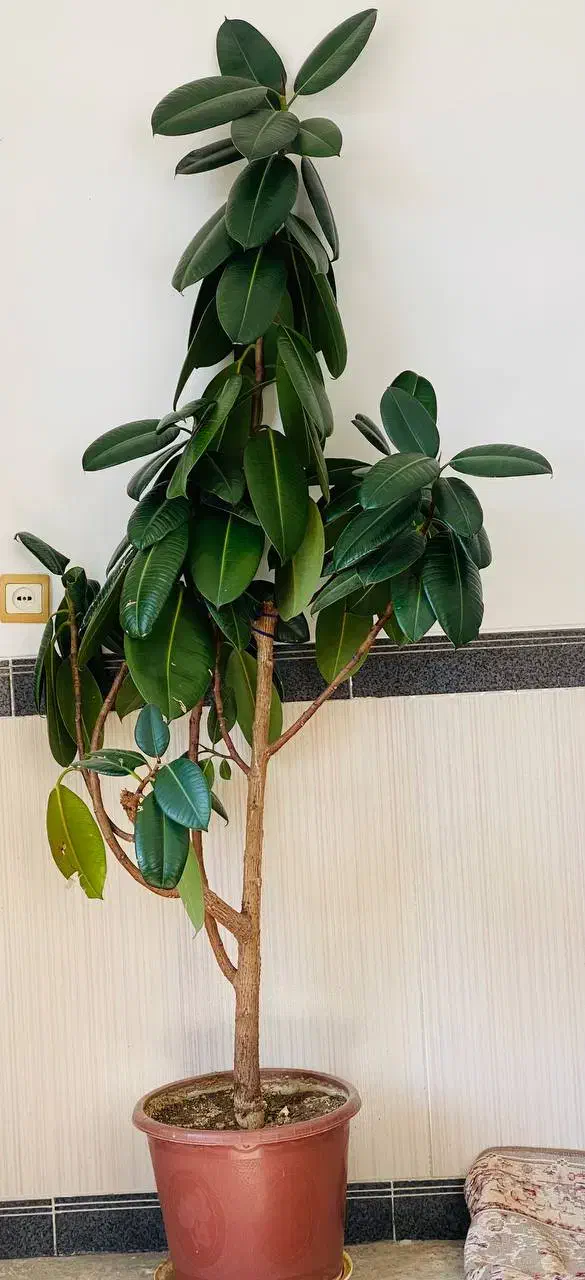 گل فیکوس|گل و گیاه طبیعی|جوانرود, |دیوار