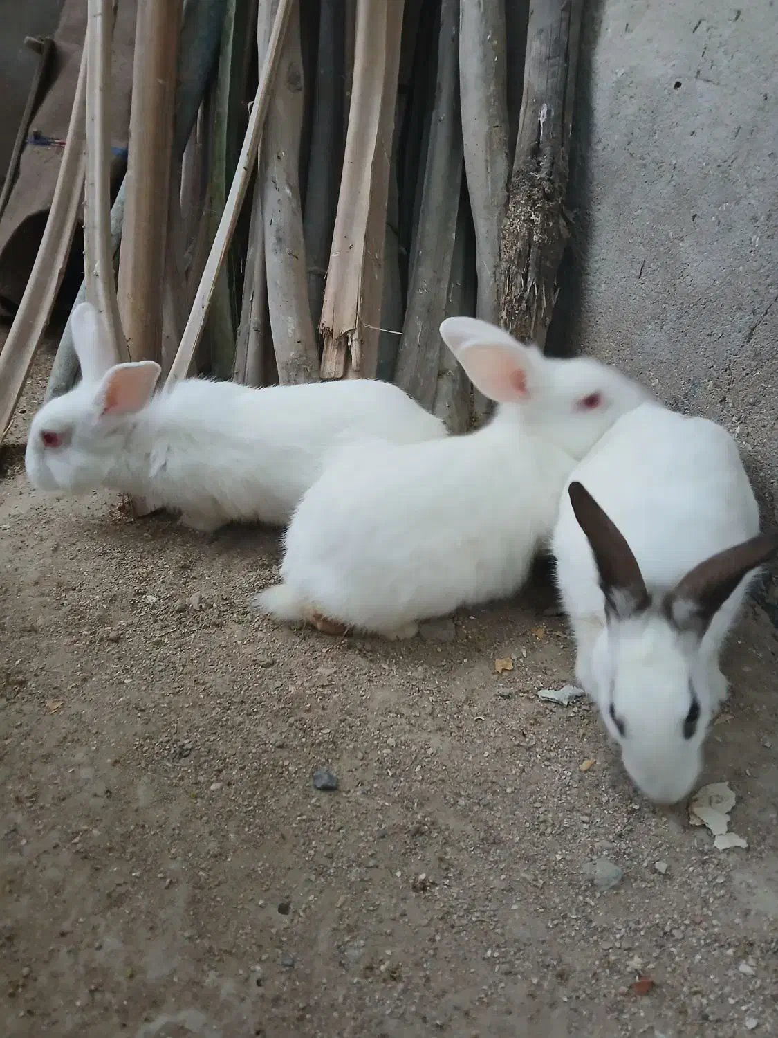 خرگوش بزرگ|موش و خرگوش|قشم, |دیوار