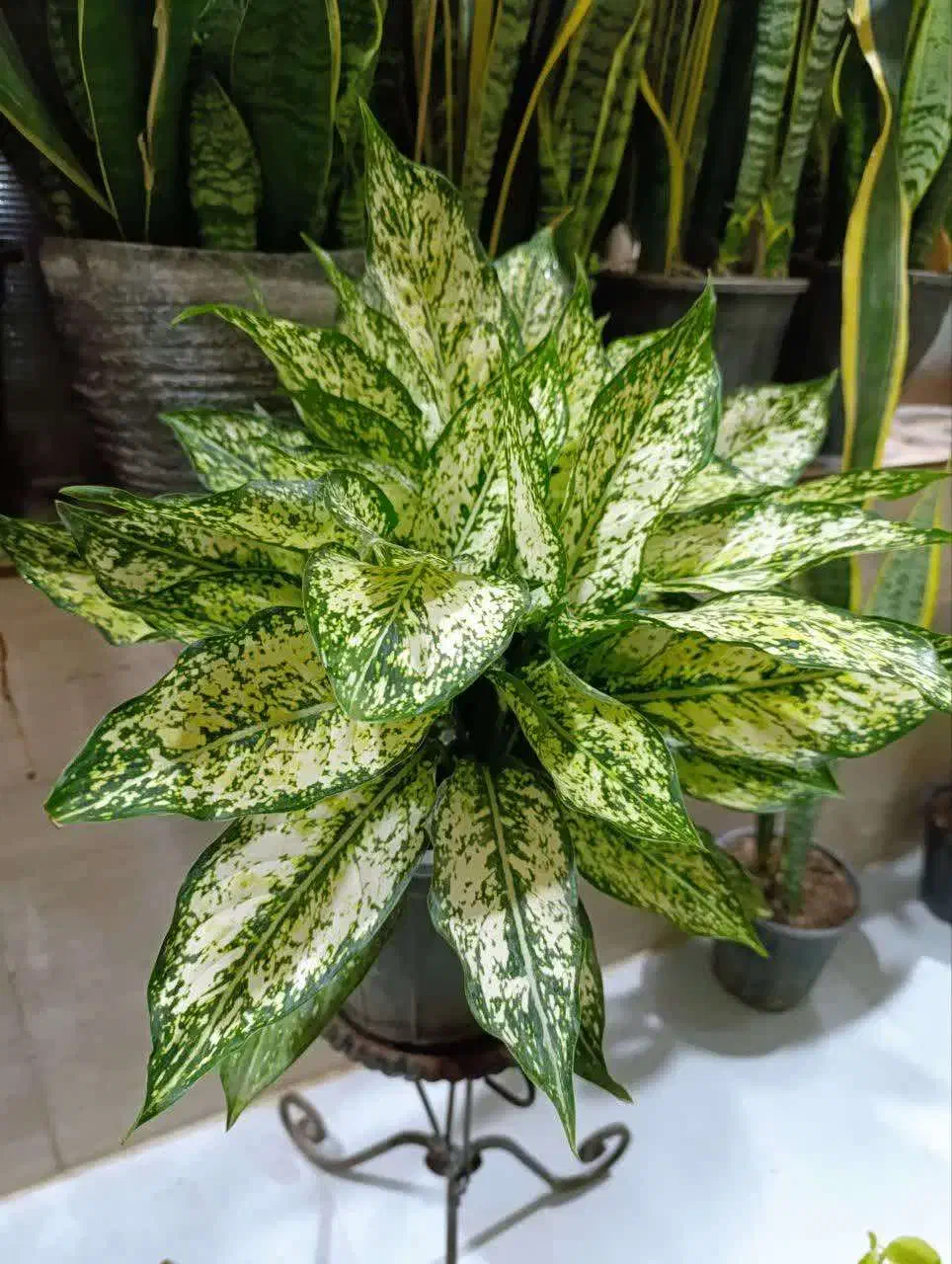 گل اپارتمانی|گل و گیاه طبیعی|رشت, پل تالشان|دیوار