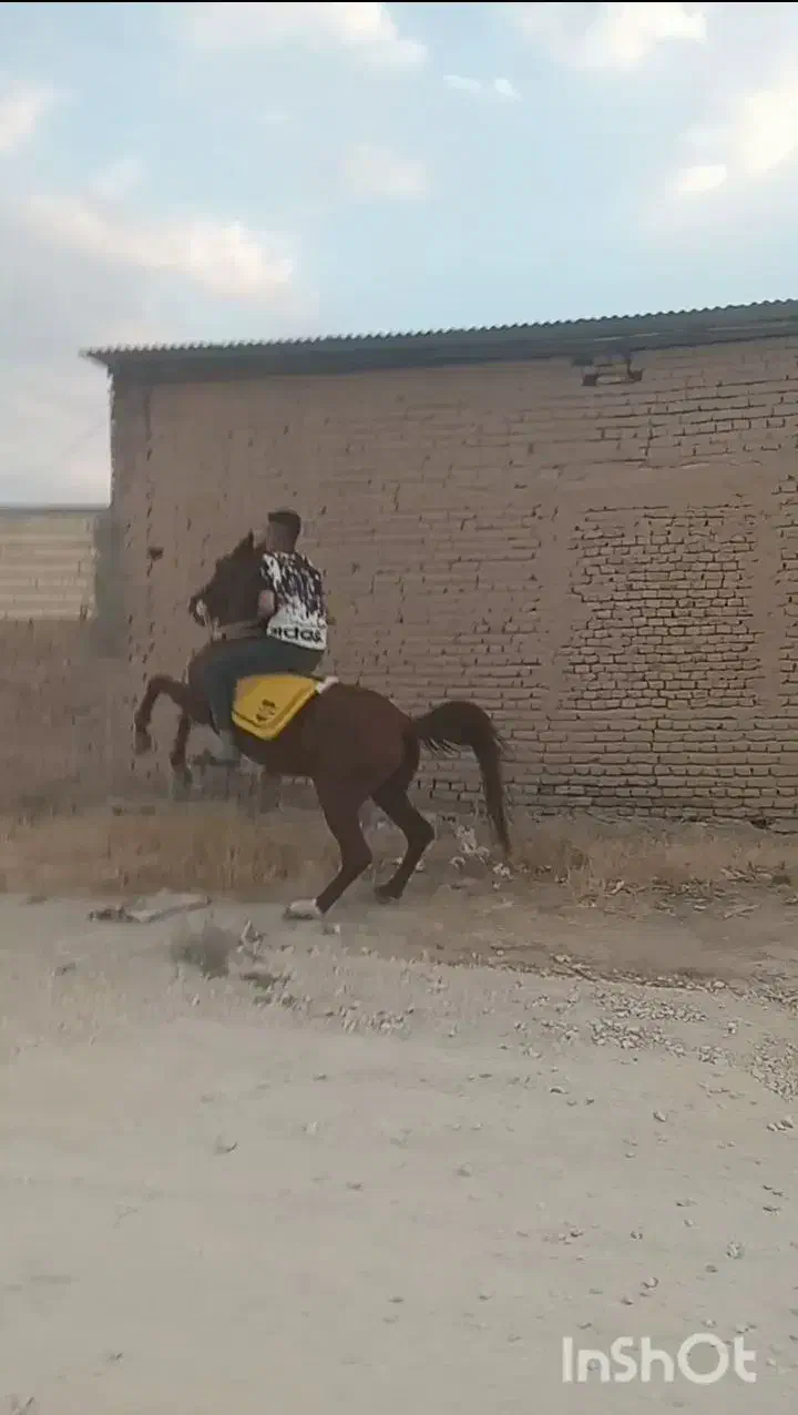 اسب|اسب و تجهیزات اسبسواری|کبودرآهنگ, |دیوار