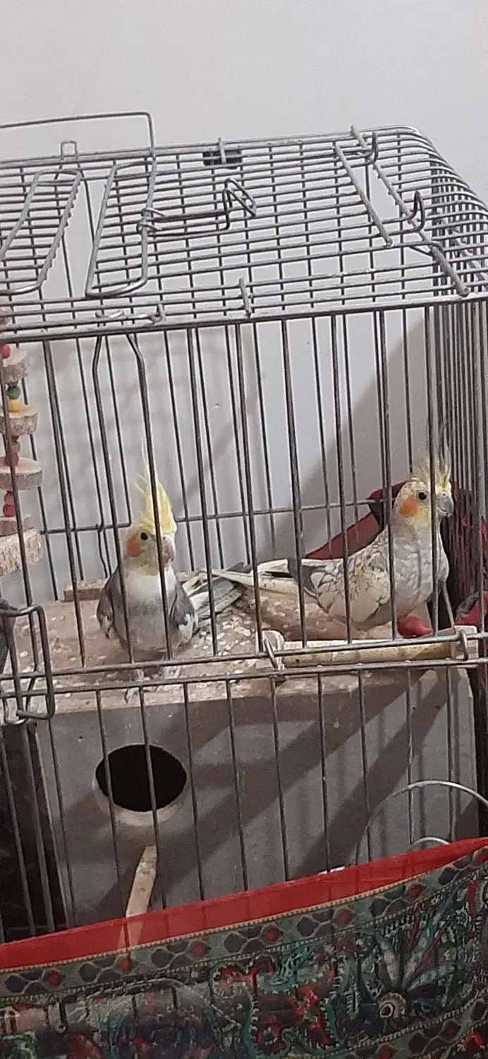 عروس هلندی جفت تخم گذار|پرنده|بشاریات, |دیوار