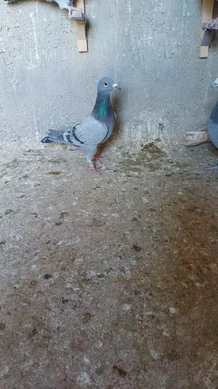 پلاکی صید کربلایی صید|پرنده|اسفراین, |دیوار