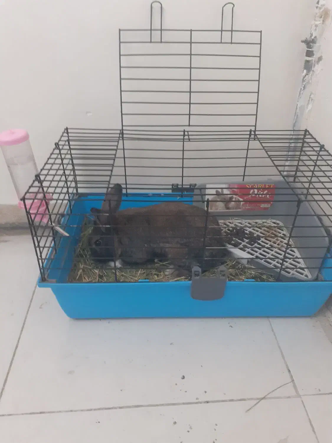 خرگوش نر ،یکونیم ساله|موش و خرگوش|تهران, تهرانپارس شرقی|دیوار