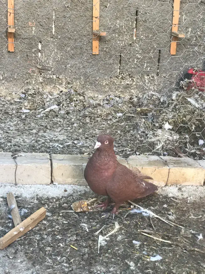 کفتر سرخ،سار،کرواتی|پرنده|شیروان (خراسان), |دیوار