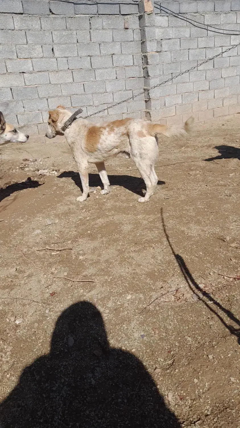 سگ نر نگهبان|سگ|اراک, |دیوار