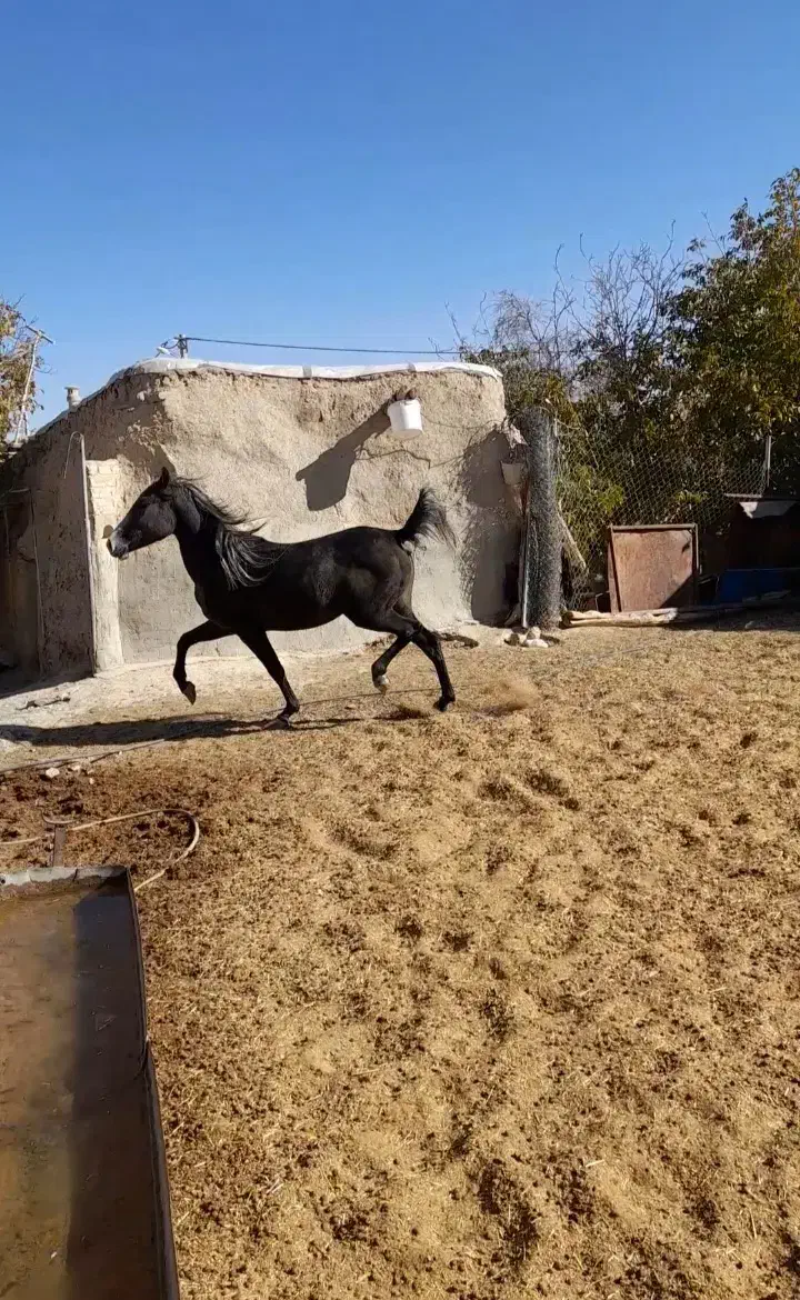 اسب|اسب و تجهیزات اسبسواری|اراک, |دیوار