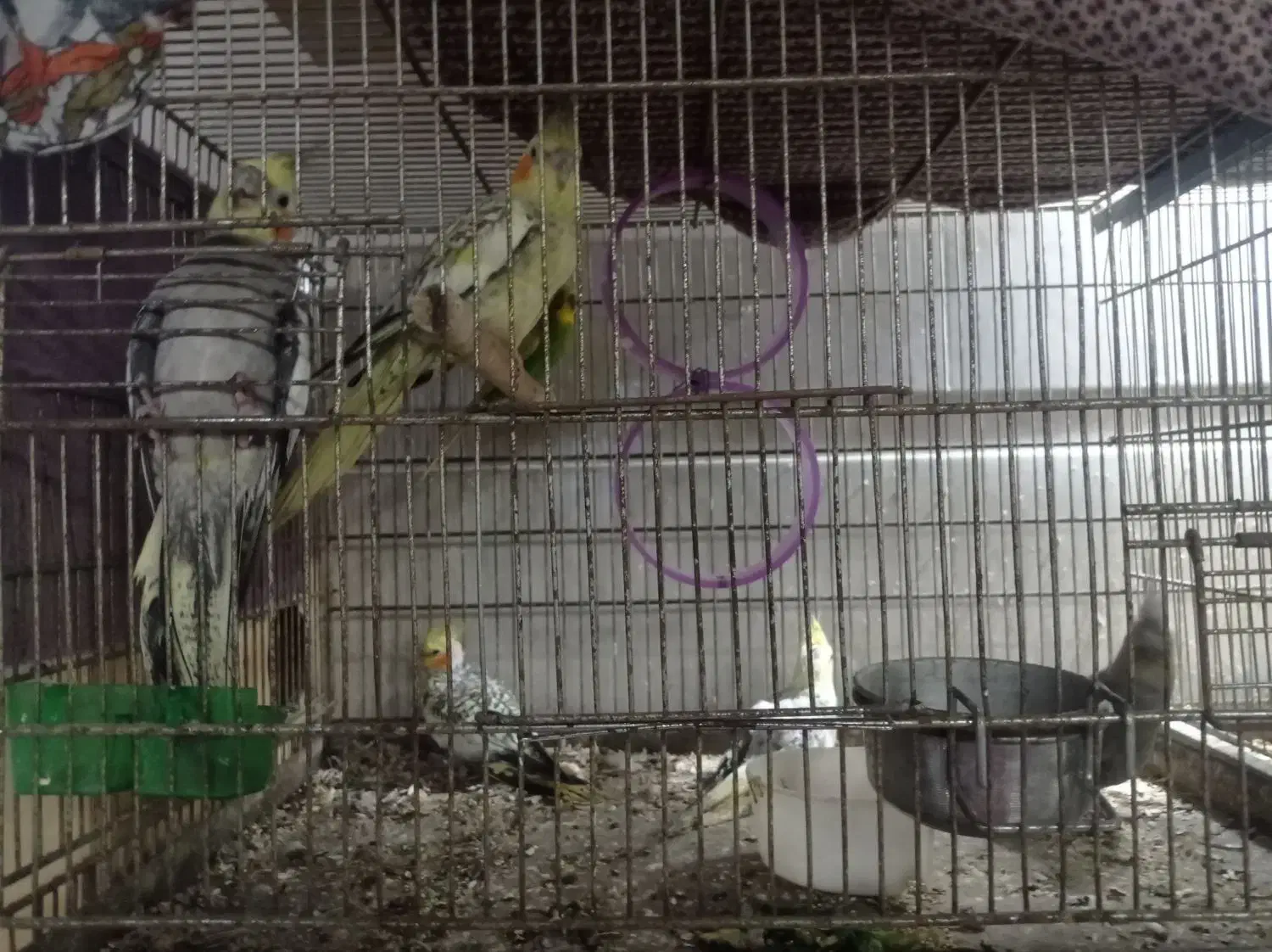 عروس هلندی|پرنده|قشم, |دیوار