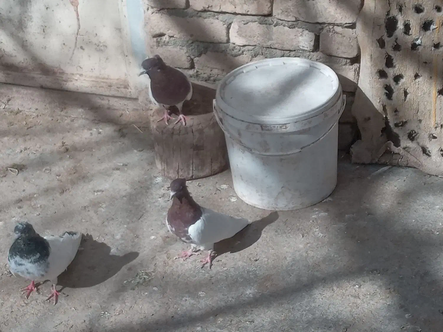 کبوتر کله ای|پرنده|سیلاخور, |دیوار