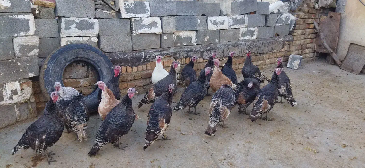 بوقلمون کوردی|حیوانات مزرعه|کامیاران, |دیوار