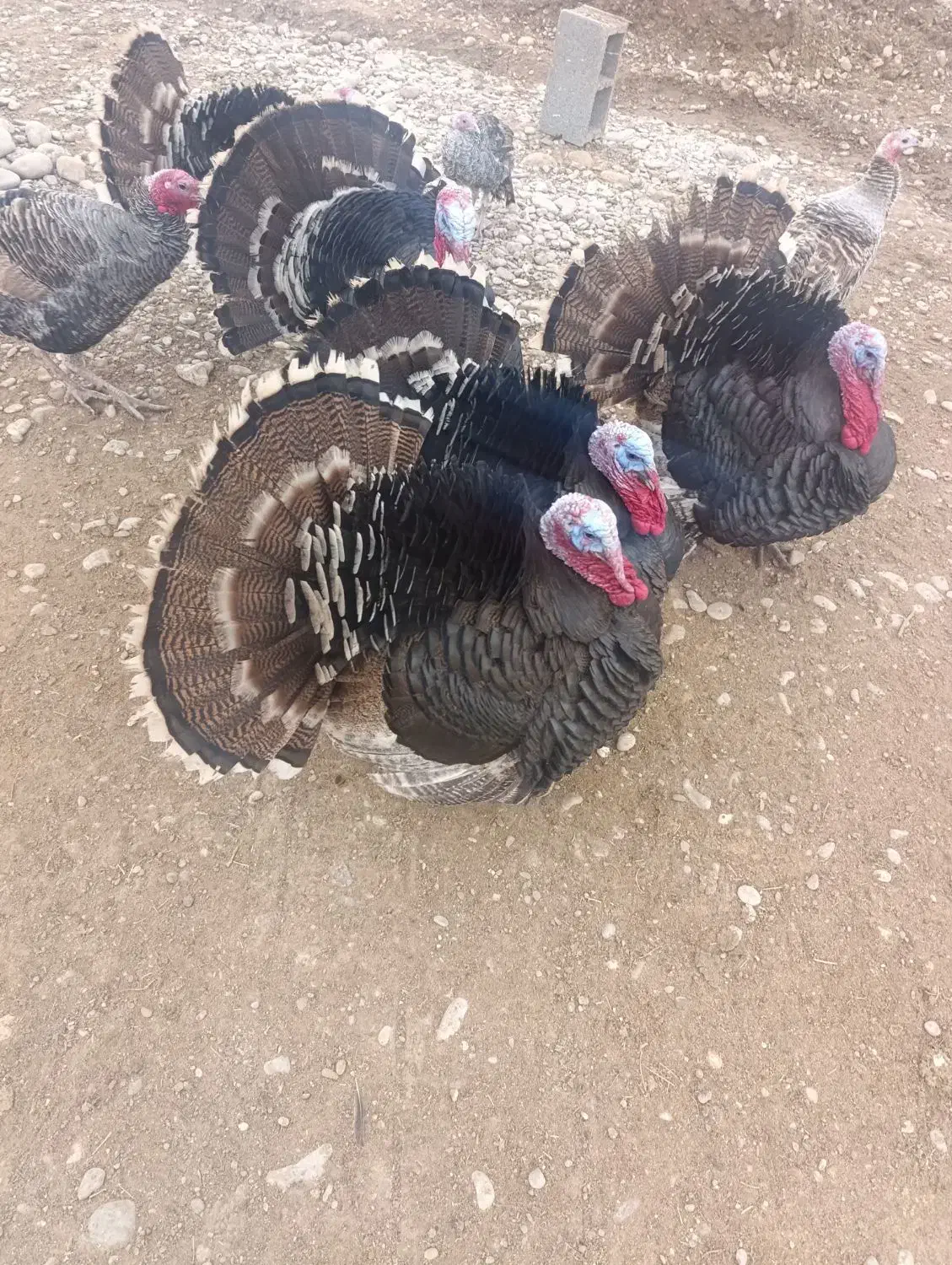 بوقلمون نر صد درصد محلی|حیوانات مزرعه|طسوج, |دیوار