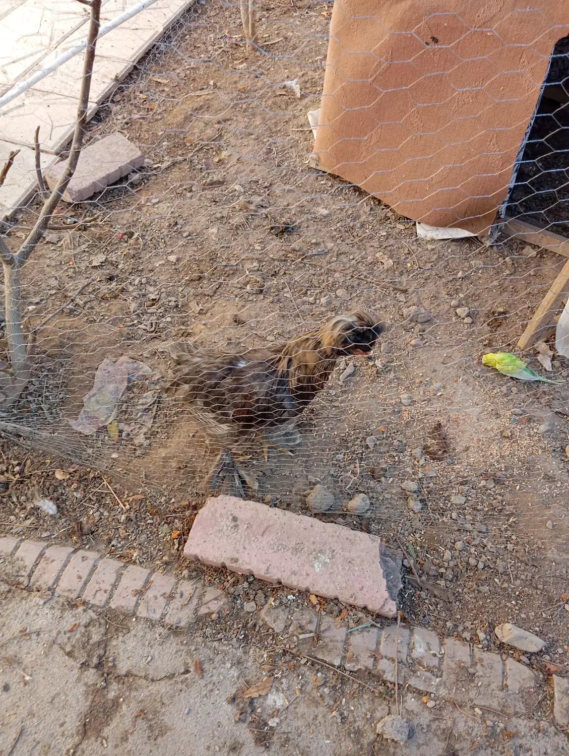 مرغ تخم گذار|حیوانات مزرعه|گلبهار, شهر جدید گلبهار|دیوار