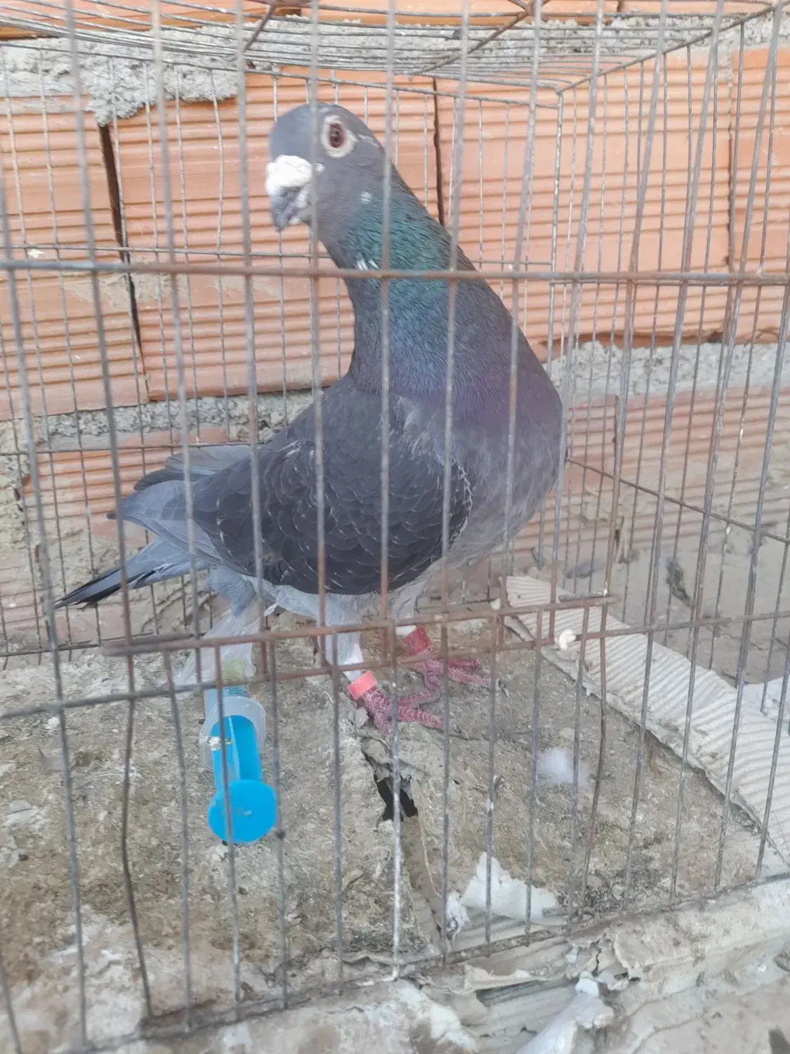 چاپی مسافتی نرپلاک ۲۰۱۹ معاوضه با طوقی نر|پرنده|مینودشت, |دیوار