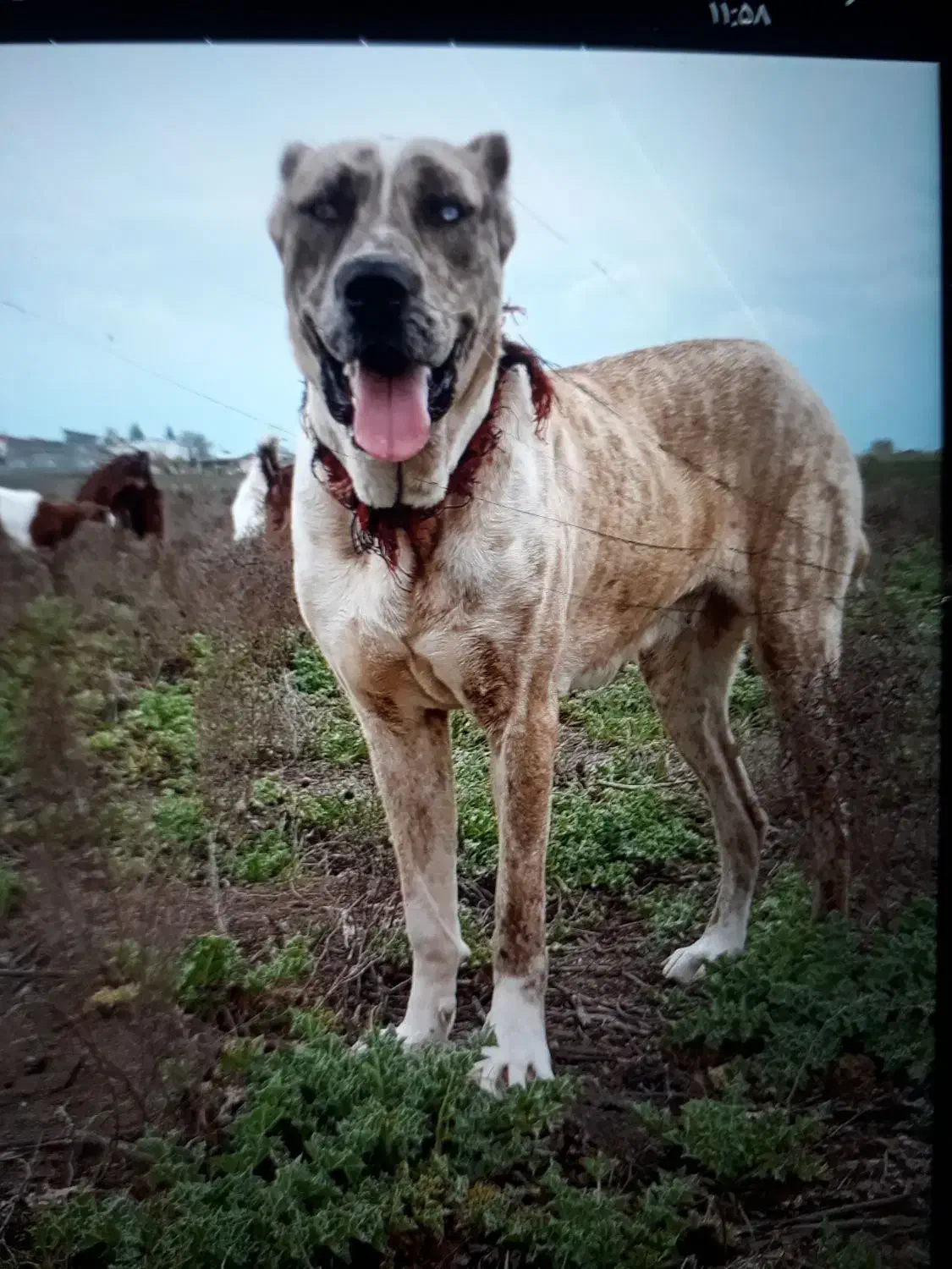 واگذاری سگ|سگ|تهران, بریانک|دیوار