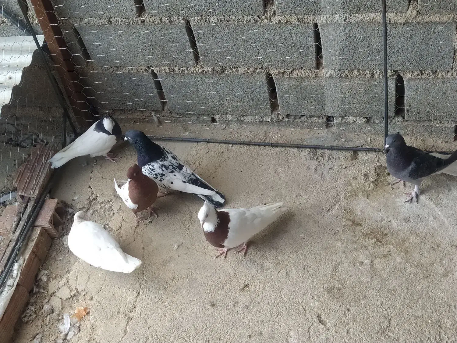 کفتر رنگی|پرنده|بجنورد, |دیوار