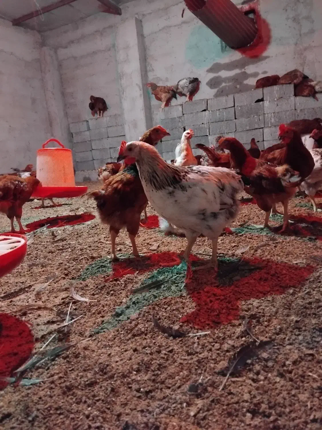 دام و طیور|حیوانات مزرعه|دابودشت, |دیوار