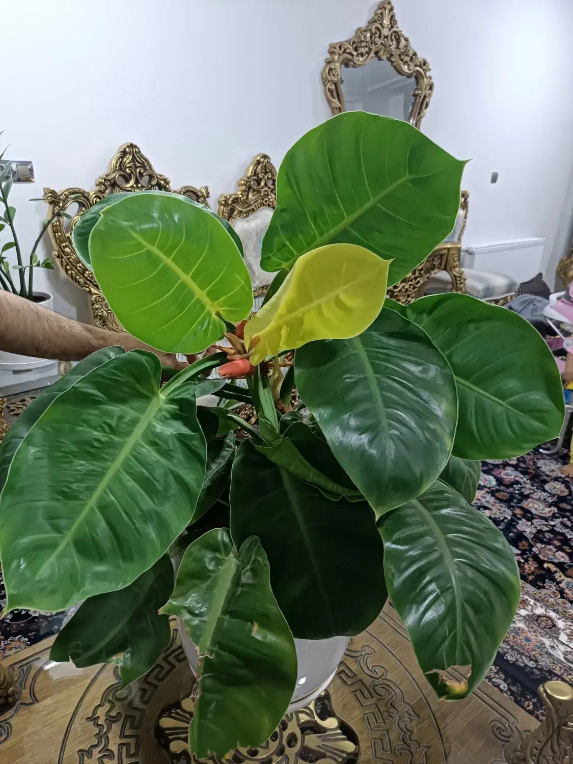 گل فیلودندرون|گل و گیاه طبیعی|الیگودرز, |دیوار