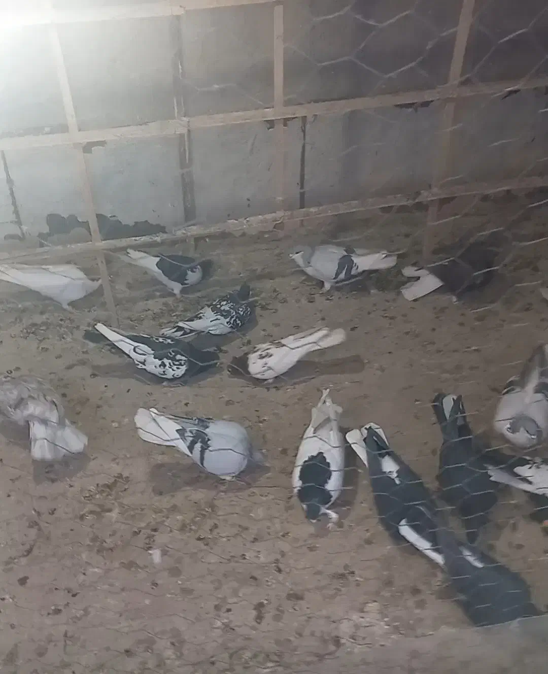 ۱۵عدد کبوتر رنگی پرشی|پرنده|قزوین, |دیوار