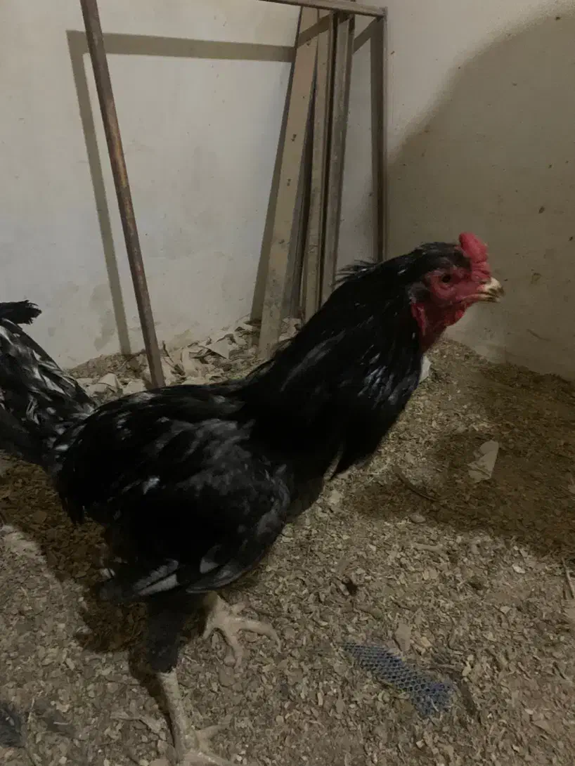 خروس لاری|حیوانات مزرعه|مشهد, شهرک مهرگان|دیوار