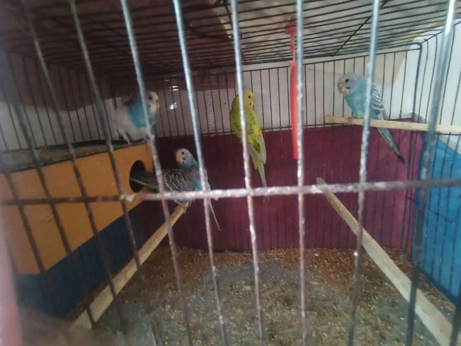 مرغ عشق  نیمه اهلی|پرنده|اهر, |دیوار